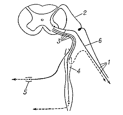 Связи пограничного ствола со спинным мозгом и спинно-мозговыми нервами: 1 — спинальный нерв; 2 — задний корешок; 3 — передний корешок; 4 — ганглий пограничного ствола; 5 — превертебральный ганглий; 6 — нервные волокна, идущие от двигательных нейронов; сплошной линией изображены преганглионарные, прерывистой — постганглионарные волокна.